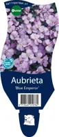 Aubrieta 'Blue Emperor' (Randjesbloem) - afbeelding 1