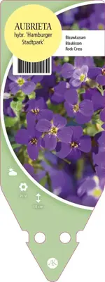 Aubrieta Hybr. Hamburger Stadtpark (Randjes bloem) - afbeelding 1