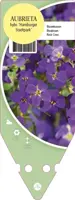 Aubrieta Hybr. Hamburger Stadtpark (Randjes bloem) - afbeelding 1