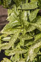 Aucuba japonica (Broodboom) - afbeelding 3