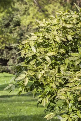 Aucuba japonica (Broodboom) - afbeelding 4