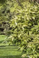 Aucuba japonica (Broodboom) - afbeelding 4