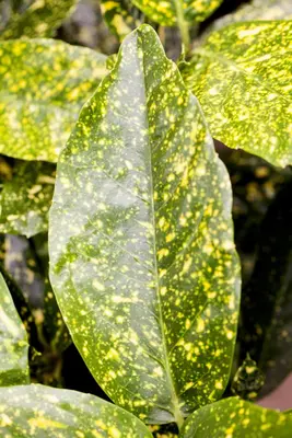 Aucuba japonica (Broodboom) - afbeelding 11