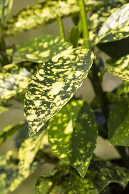 Aucuba japonica (Broodboom) - afbeelding 18
