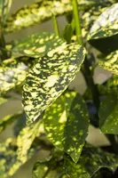 Aucuba japonica (Broodboom) - afbeelding 18