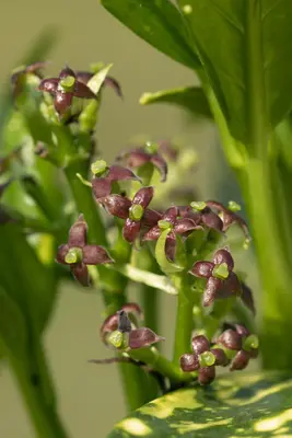 Aucuba japonica (Broodboom) - afbeelding 20