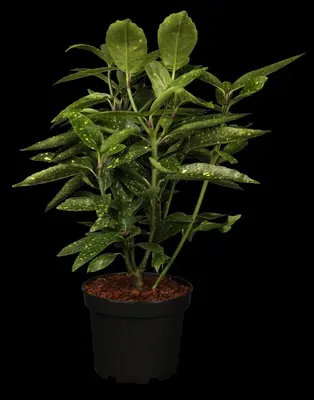 Aucuba japonica (Broodboom) - afbeelding 15