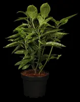 Aucuba japonica (Broodboom) - afbeelding 15