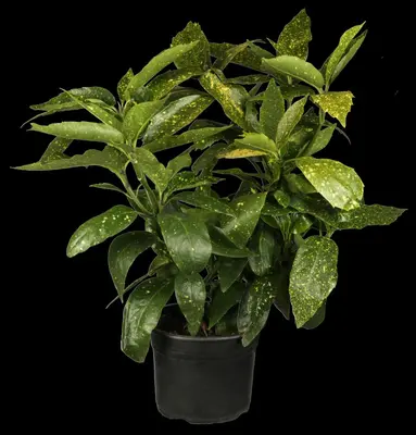 Aucuba japonica (Broodboom) - afbeelding 1