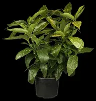 Aucuba japonica (Broodboom) - afbeelding 1