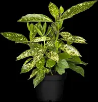 Aucuba japonica (Broodboom) - afbeelding 17