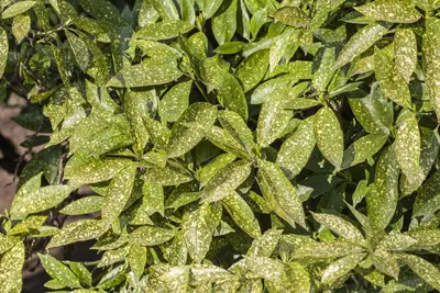 Aucuba japonica (Broodboom) - afbeelding 2