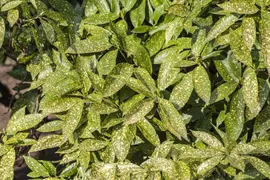 Aucuba japonica (Broodboom) - afbeelding 2