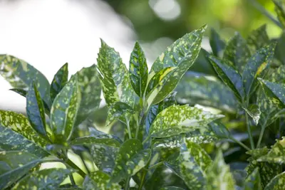 Aucuba japonica (Broodboom) - afbeelding 5