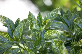 Aucuba japonica (Broodboom) - afbeelding 5