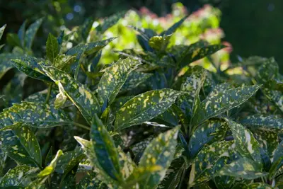Aucuba japonica (Broodboom) - afbeelding 6