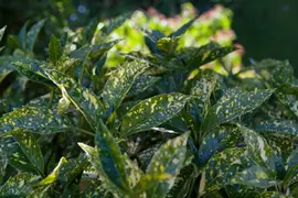 Aucuba japonica (Broodboom) - afbeelding 6