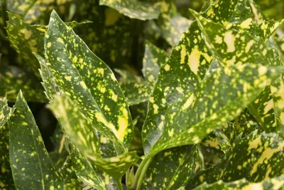Aucuba japonica (Broodboom) - afbeelding 7