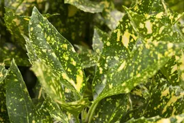 Aucuba japonica (Broodboom) - afbeelding 7