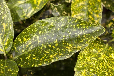Aucuba japonica (Broodboom) - afbeelding 8