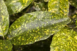 Aucuba japonica (Broodboom) - afbeelding 8
