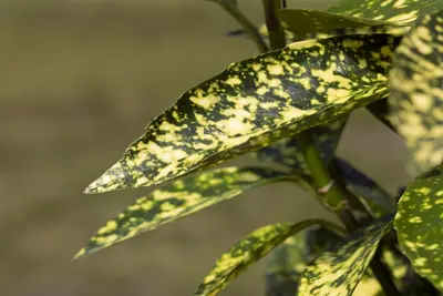 Aucuba japonica (Broodboom) - afbeelding 16