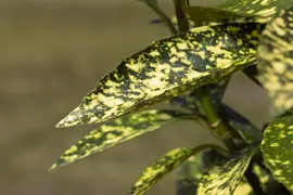 Aucuba japonica (Broodboom) - afbeelding 16