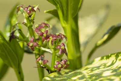 Aucuba japonica (Broodboom) - afbeelding 19