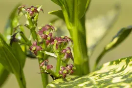Aucuba japonica (Broodboom) - afbeelding 19