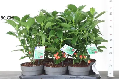 Aucuba japonica 'Rozannie' (Broodboom) 55cm - afbeelding 1