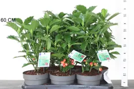 Aucuba japonica 'Rozannie' (Broodboom) 55cm - afbeelding 1