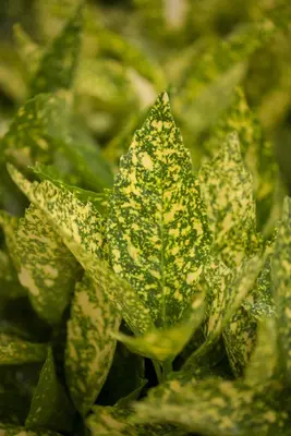 Aucuba japonica 'Variegata' (Broodboom 'Variegata') - afbeelding 3