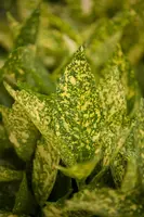 Aucuba japonica 'Variegata' (Broodboom 'Variegata') - afbeelding 3