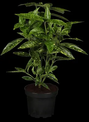 Aucuba japonica 'Variegata' (Broodboom 'Variegata') - afbeelding 2