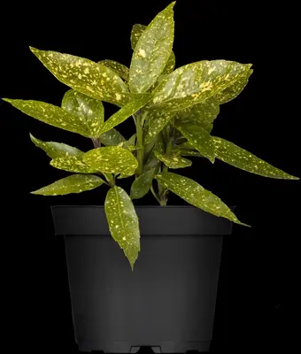 Aucuba japonica 'Variegata' (Broodboom 'Variegata') - afbeelding 5