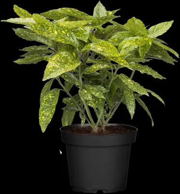 Aucuba japonica 'Variegata' (Broodboom 'Variegata') - afbeelding 8