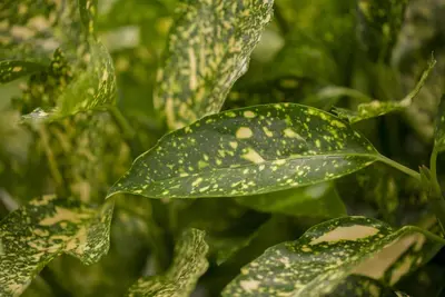Aucuba japonica 'Variegata' (Broodboom 'Variegata') - afbeelding 4