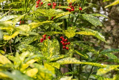 Aucuba japonica 'Variegata' (Broodboom 'Variegata') - afbeelding 9