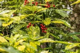 Aucuba japonica 'Variegata' (Broodboom 'Variegata') - afbeelding 9
