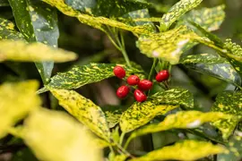 Aucuba japonica 'Variegata' (Broodboom 'Variegata') - afbeelding 10