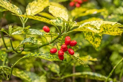 Aucuba japonica 'Variegata' (Broodboom 'Variegata') - afbeelding 11