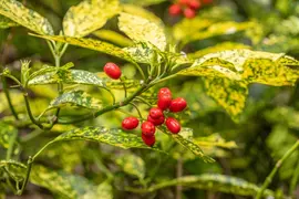 Aucuba japonica 'Variegata' (Broodboom 'Variegata') - afbeelding 11