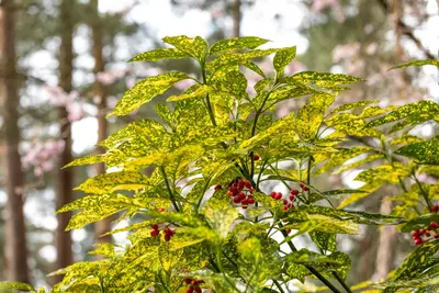 Aucuba japonica 'Variegata' (Broodboom 'Variegata') - afbeelding 12