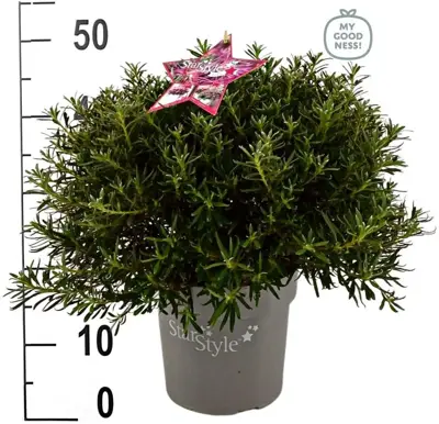 Azalea 'starstyle pink' - afbeelding 5