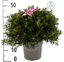 Azalea 'starstyle pink' - afbeelding 5