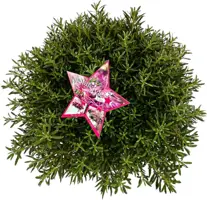 Azalea 'starstyle pink' - afbeelding 3