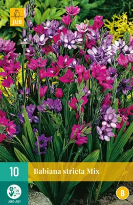 Babiana stricta mix 10 stuks - afbeelding 1