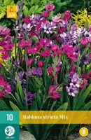 Babiana stricta mix 10 stuks - afbeelding 1