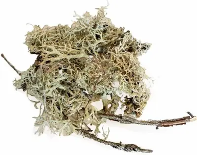 Back Zoo Nature Discovery Branch Moss – 50 g - afbeelding 3