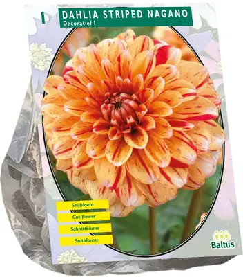 Baltus Bloembollen Dahlia Decoratief Striped Nagano 1st - afbeelding 1